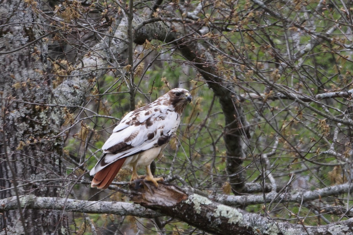 Red-tailed Hawk - ML616946619