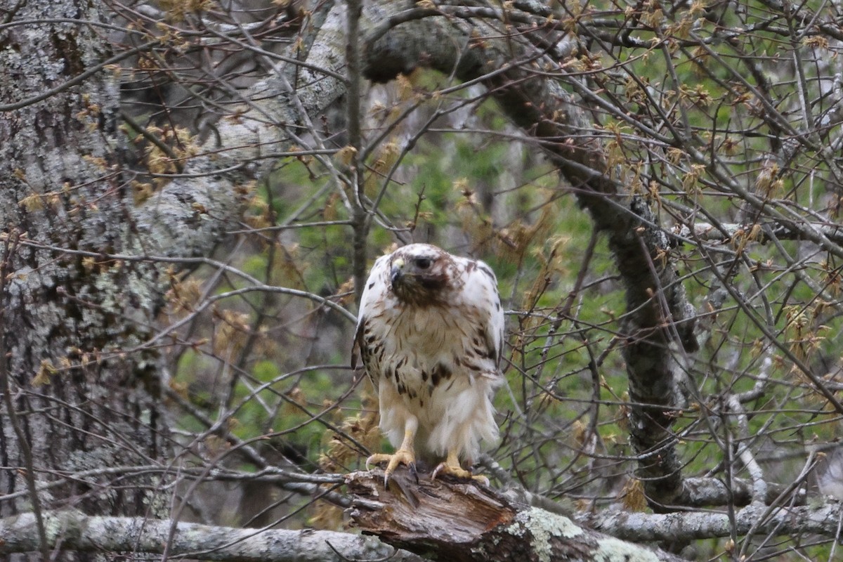 Red-tailed Hawk - ML616946622