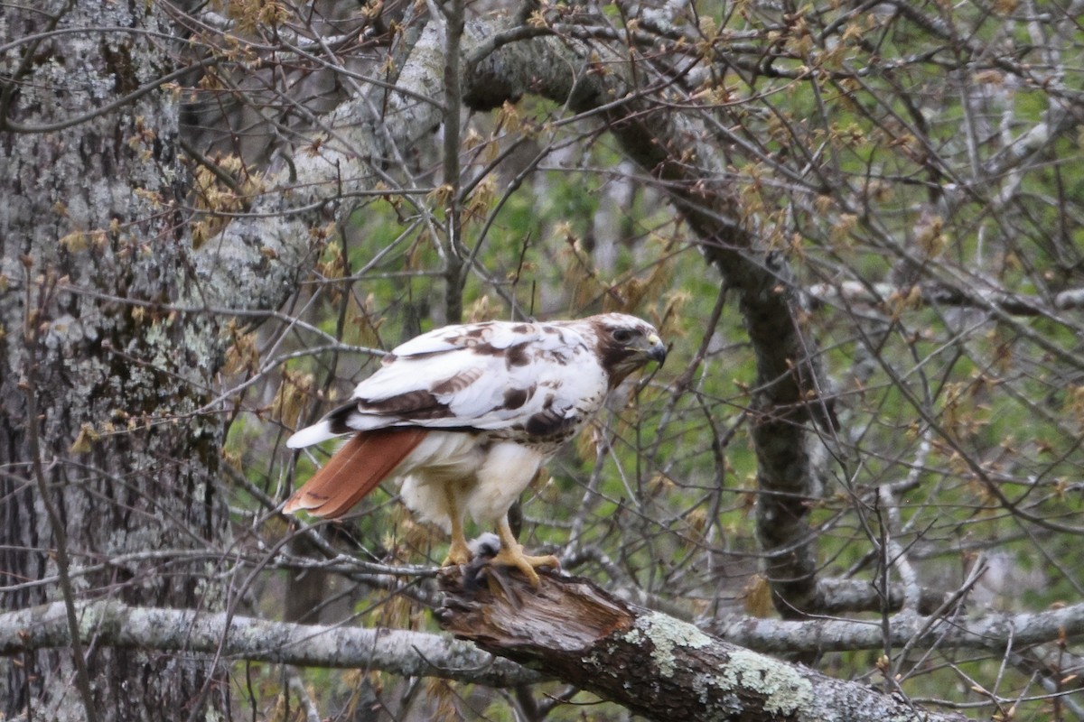 Red-tailed Hawk - Roi & Debbie Shannon