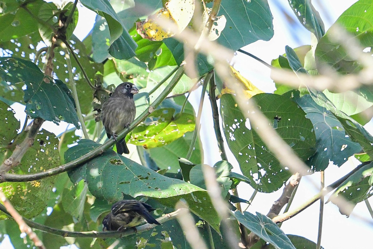 Thick-billed Seedeater - ML616946726