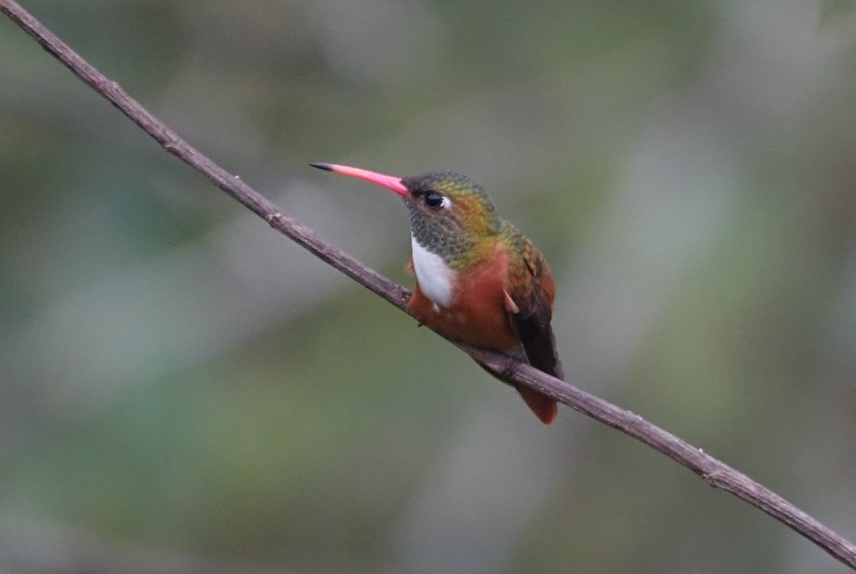 Amazilia Hummingbird - ML616946751