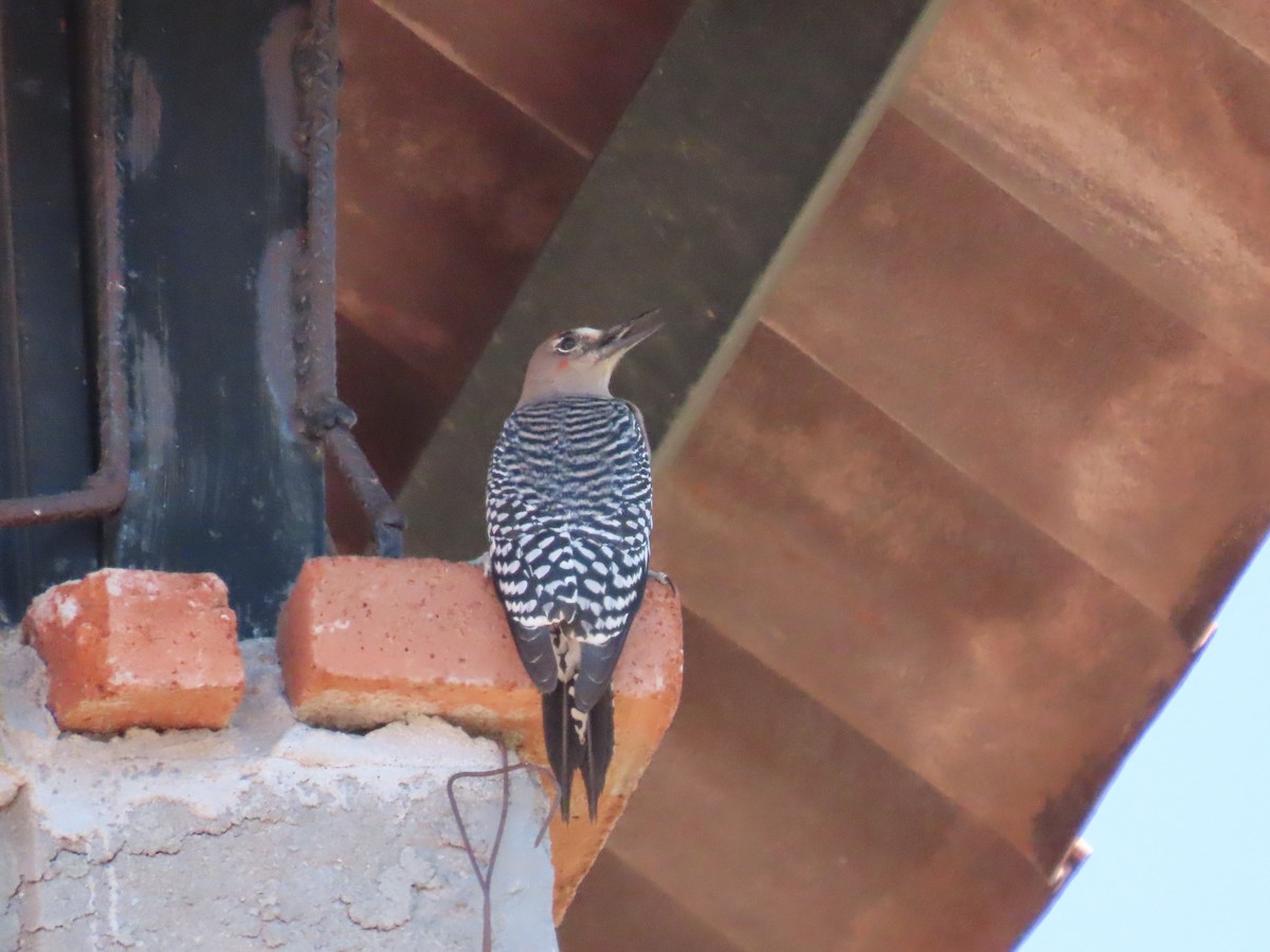 Gray-breasted Woodpecker - ML616946849