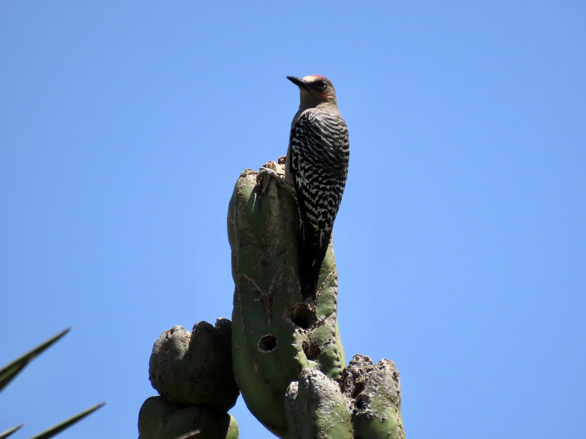 Gray-breasted Woodpecker - ML616946851