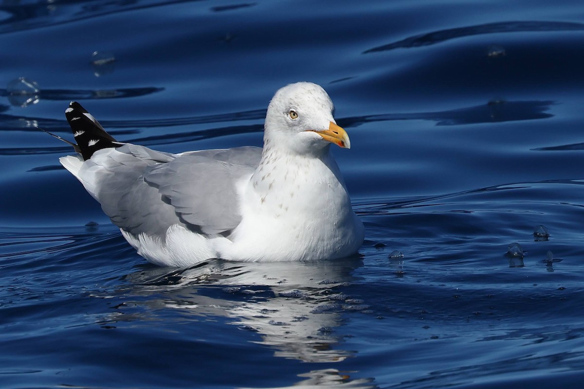 Herring Gull (American) - ML616946918
