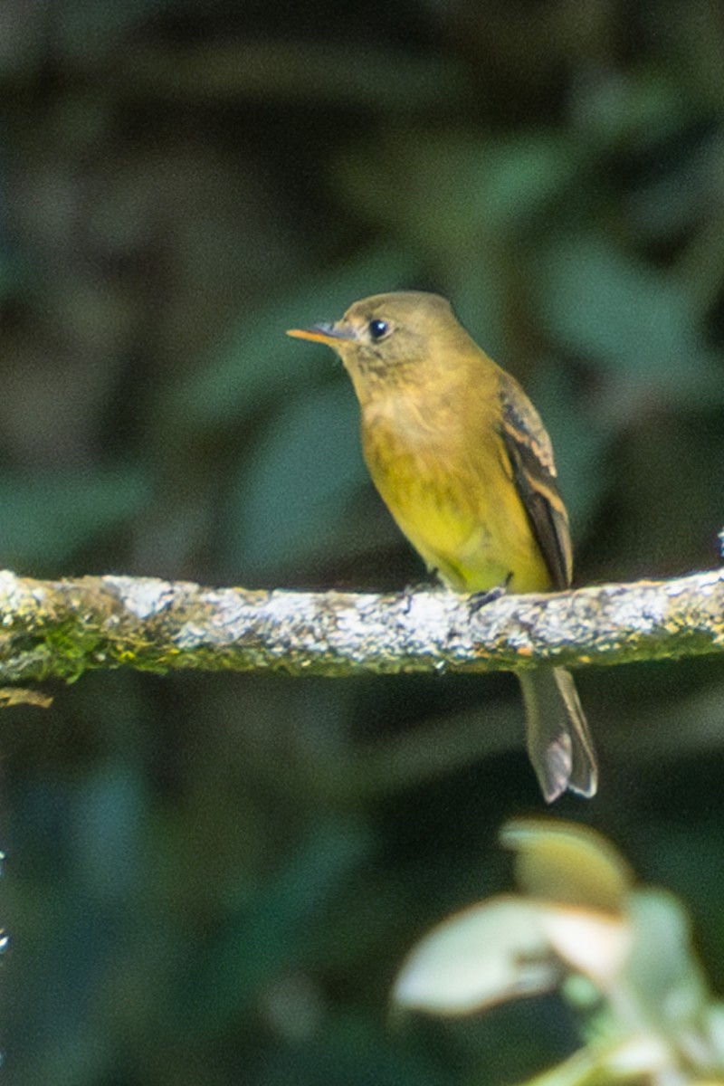Ochraceous Pewee - ML616946942