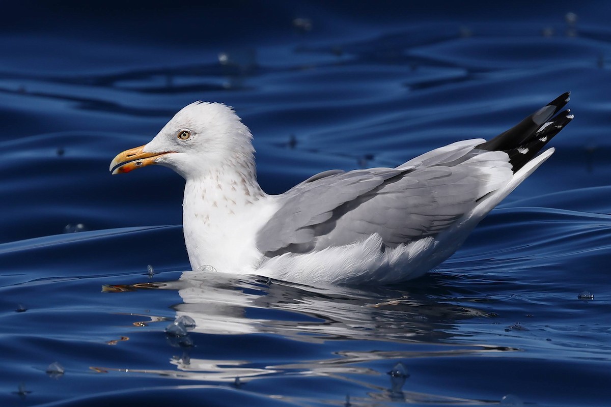 Herring Gull (American) - Keith Leland