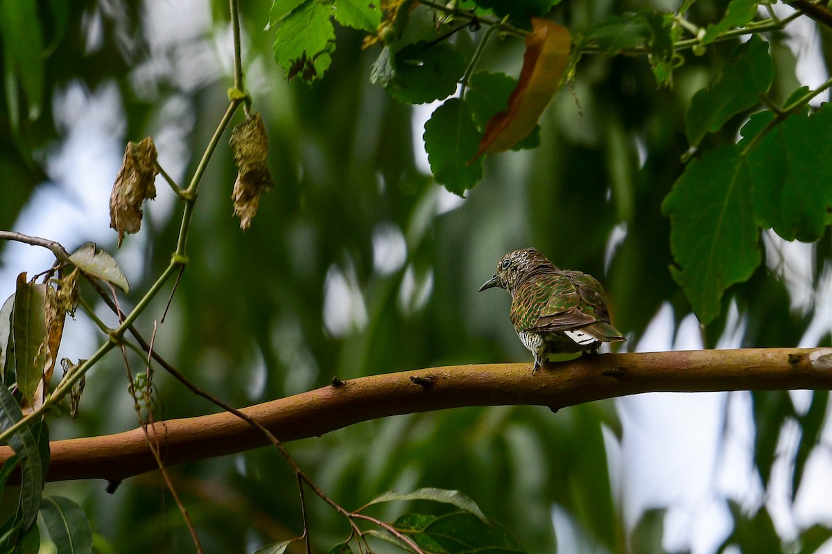 African Emerald Cuckoo - ML616946995