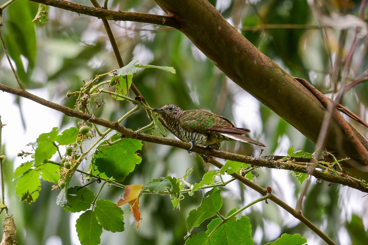 African Emerald Cuckoo - ML616946996
