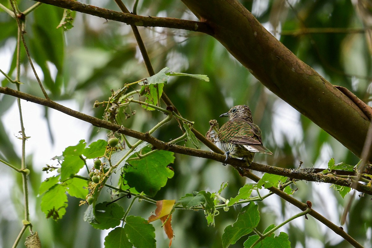 African Emerald Cuckoo - ML616946997