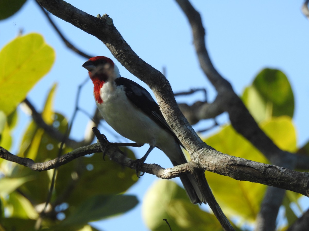 Red-cowled Cardinal - ML616947001