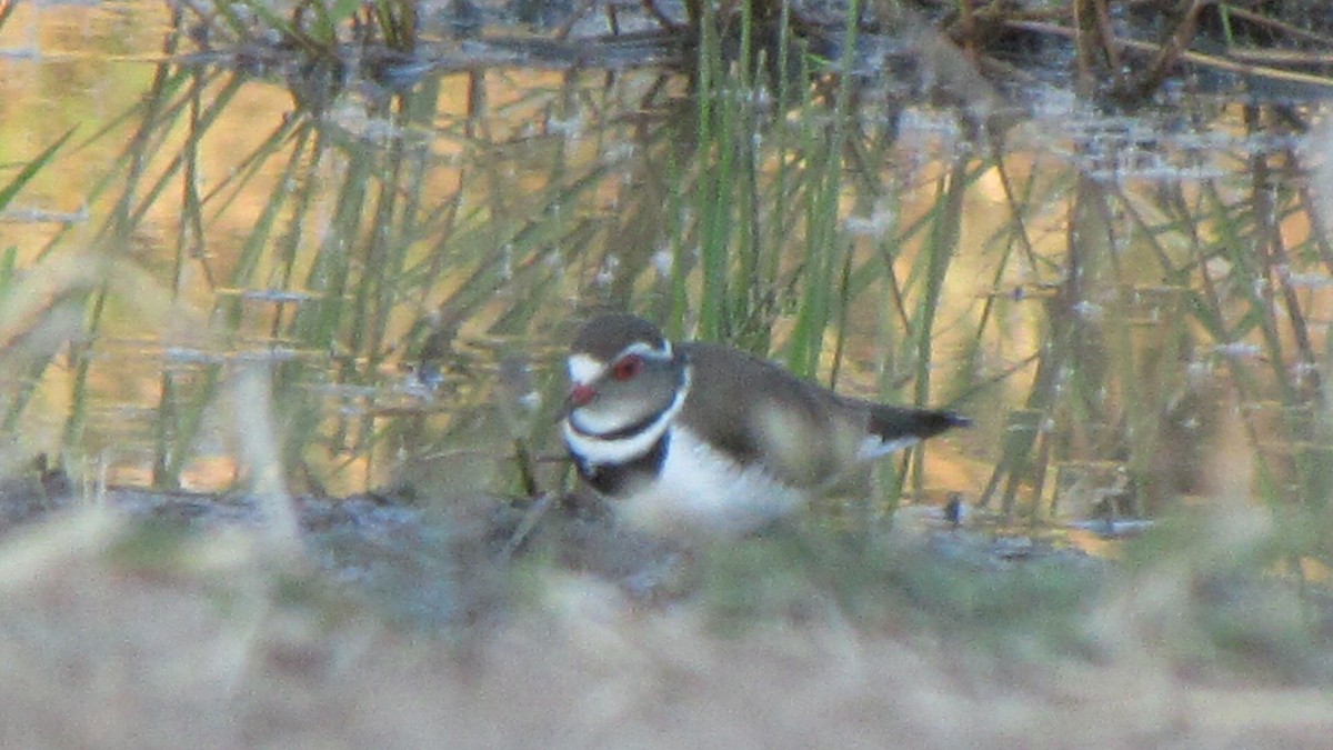 Three-banded Plover - ML616947039