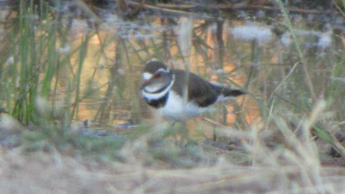 Three-banded Plover - ML616947040