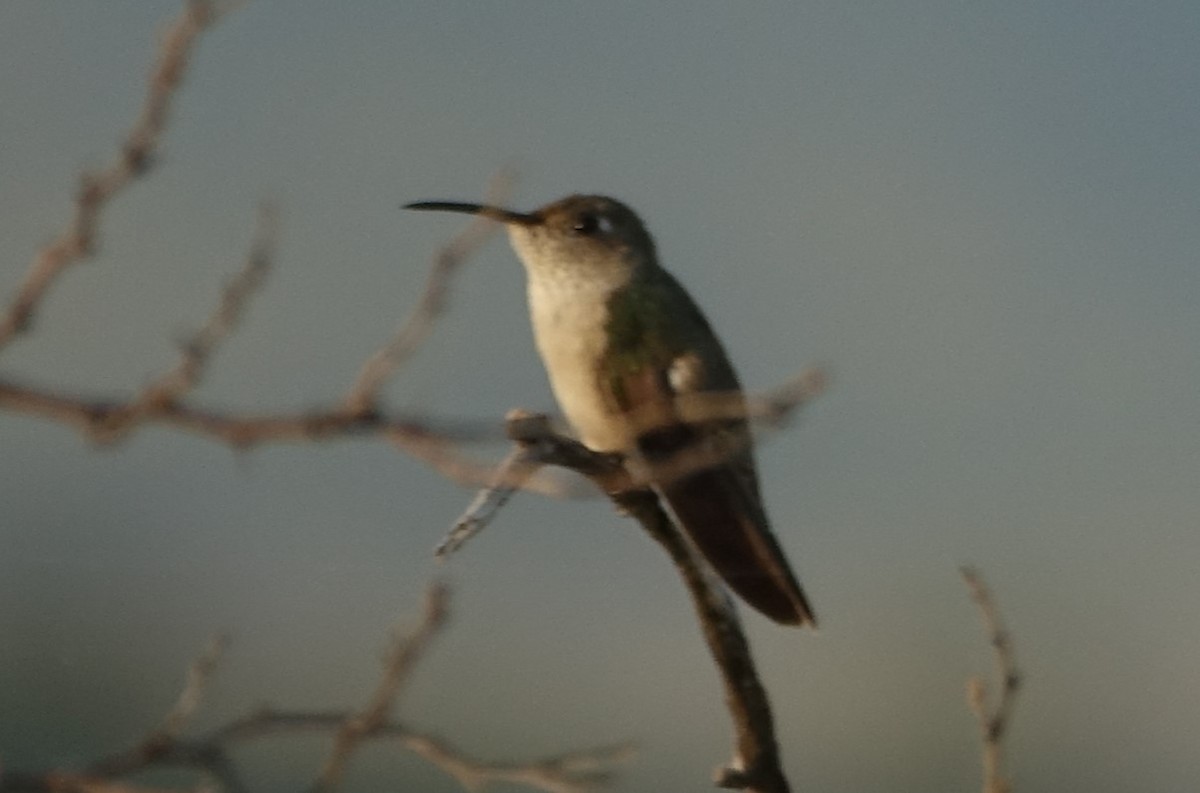 Spot-throated Hummingbird - Martin Brookes