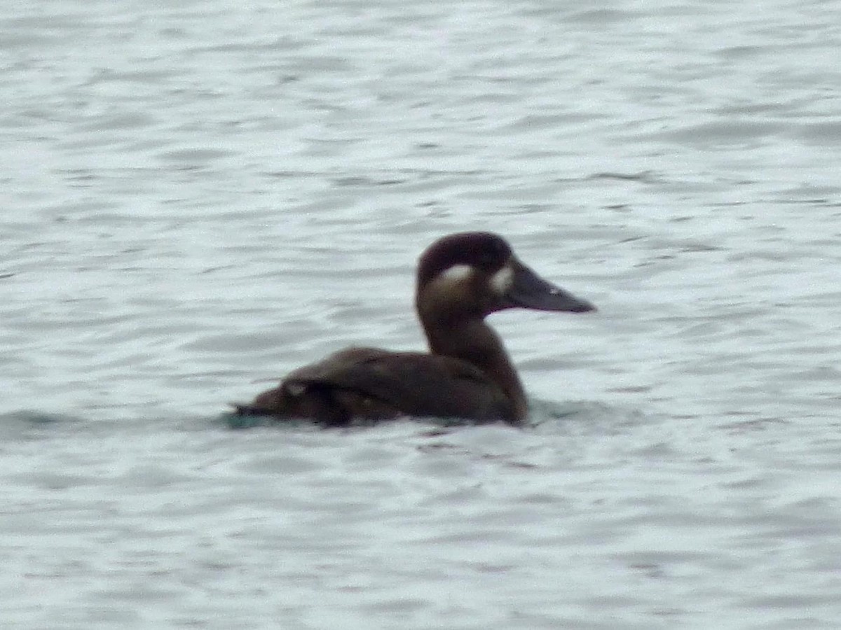 Surf Scoter - Barry Reed