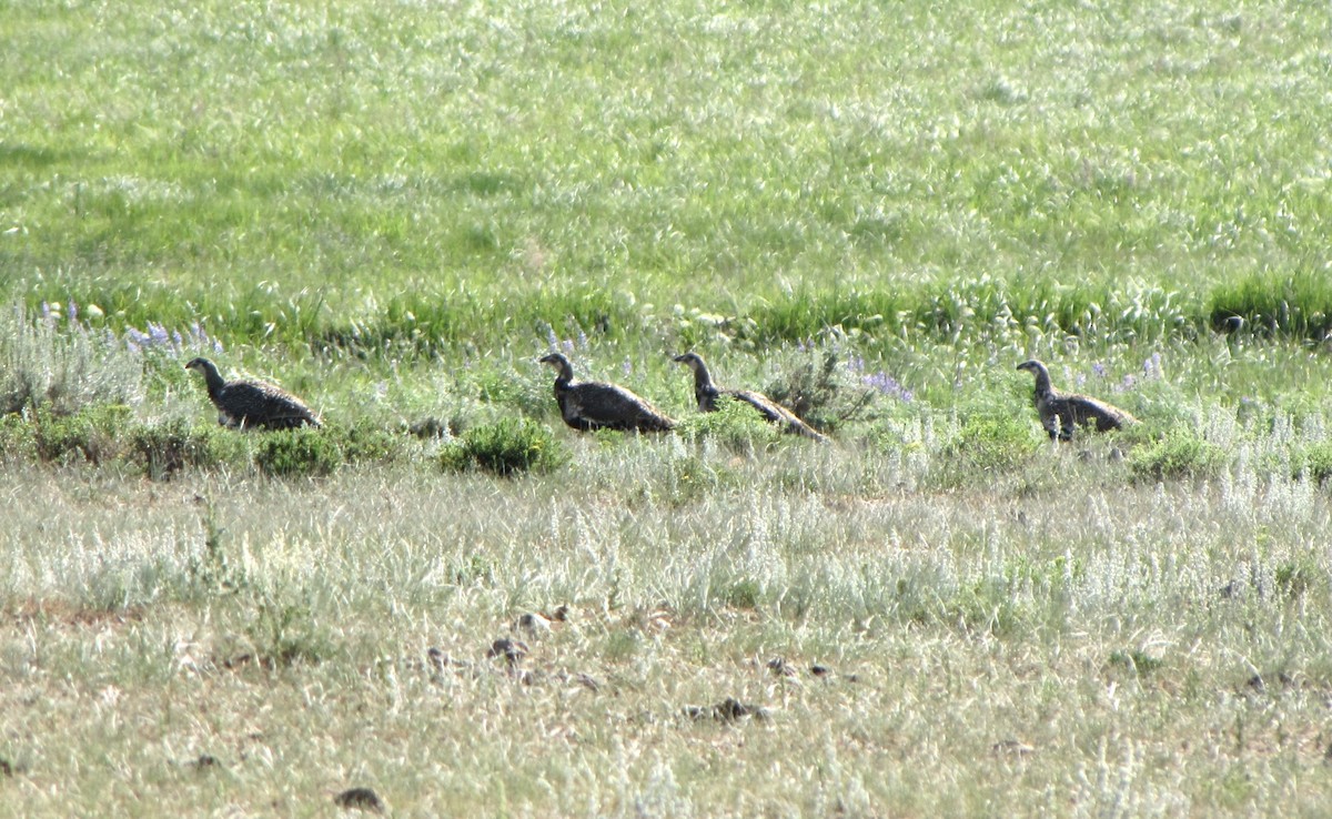 Greater Sage-Grouse - ML616947538