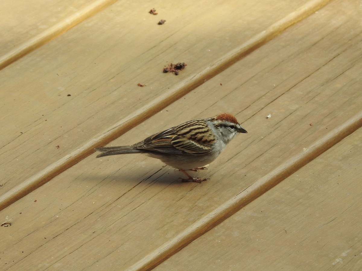 Chipping Sparrow - HyeSook Leechor