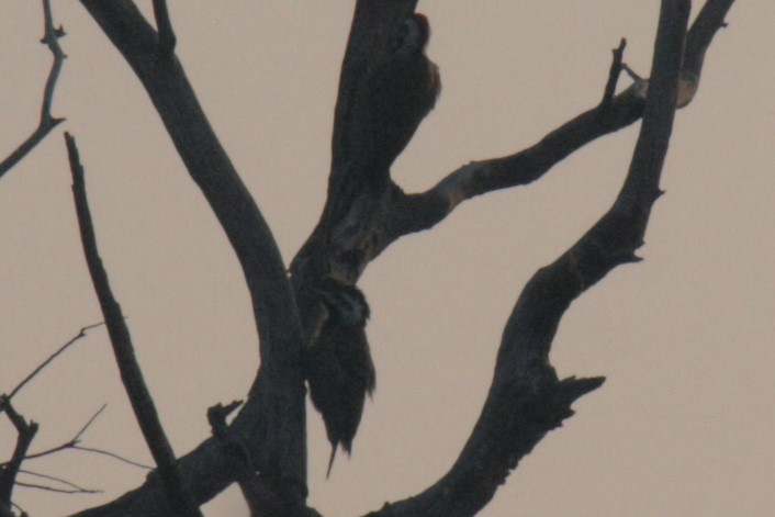 Bearded Woodpecker - Tarun Khumalo
