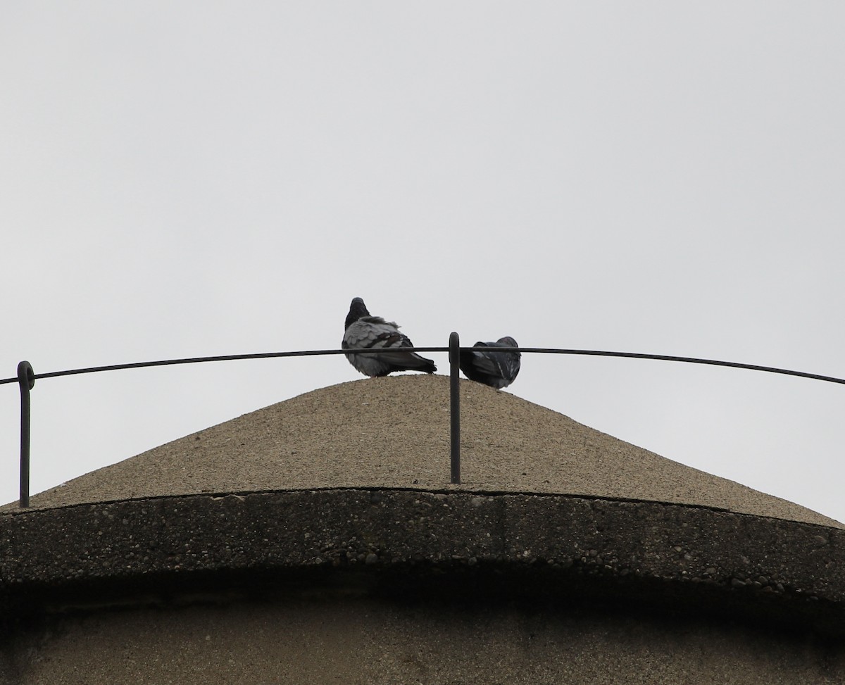 Rock Pigeon (Feral Pigeon) - ML616947698