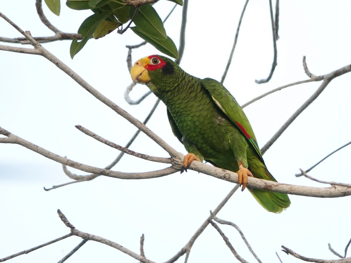 Yellow-lored Parrot - ML616947700