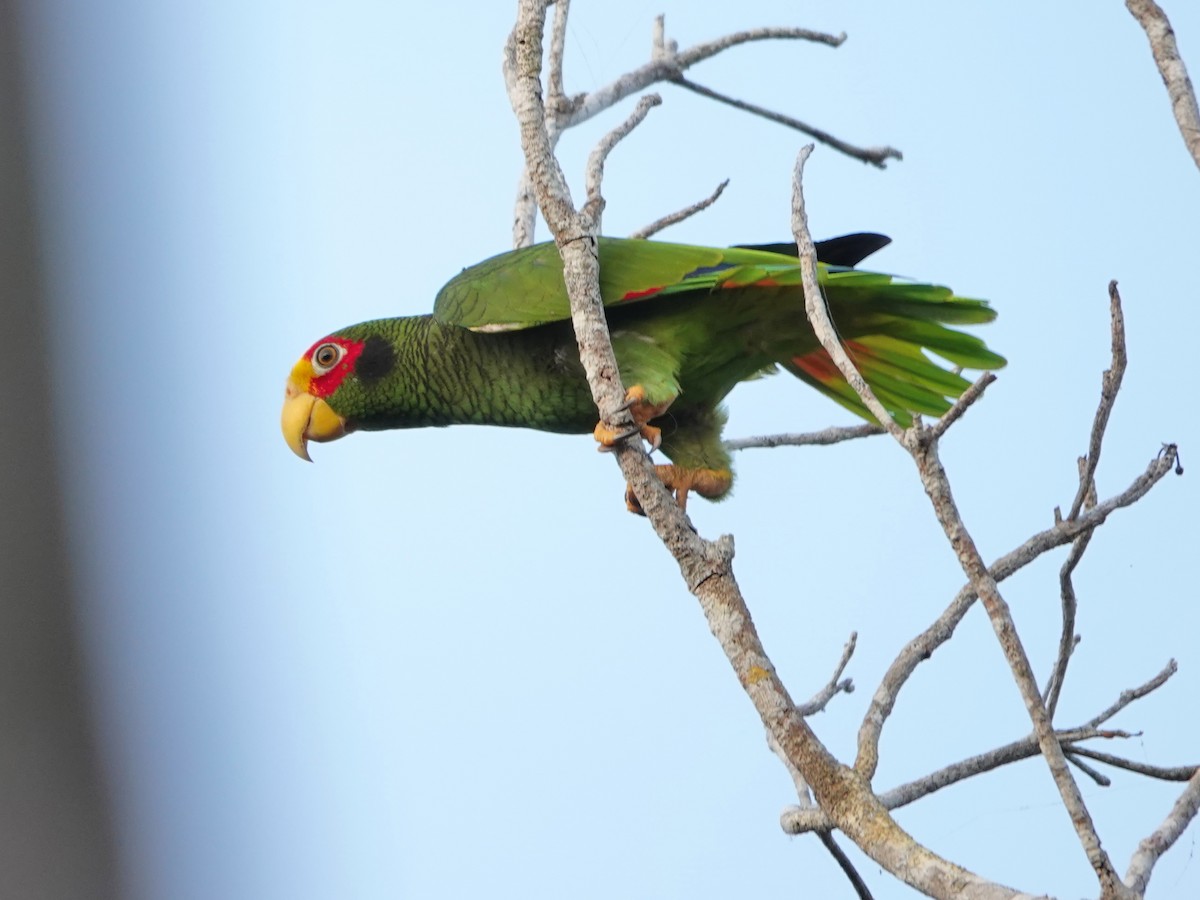 Yellow-lored Parrot - ML616947701