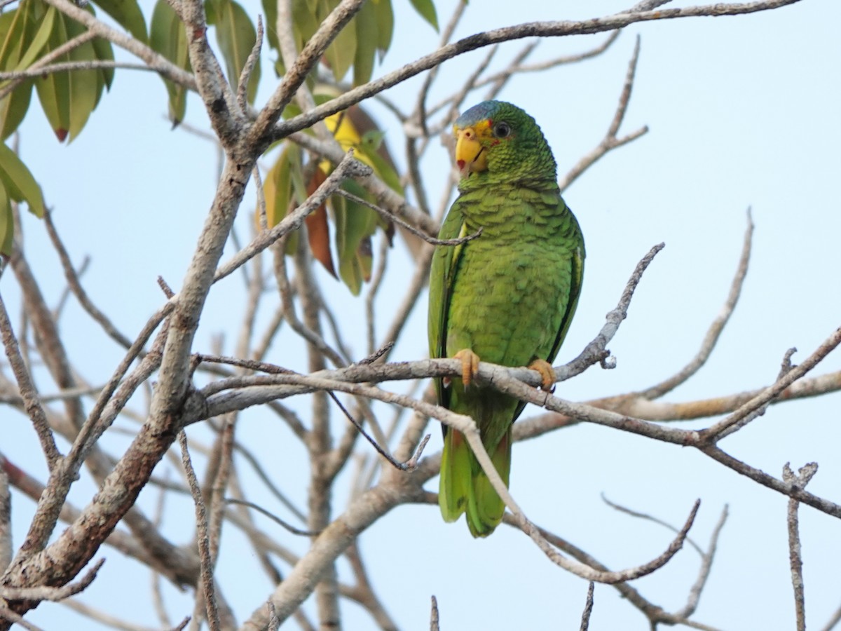 Yellow-lored Parrot - ML616947702