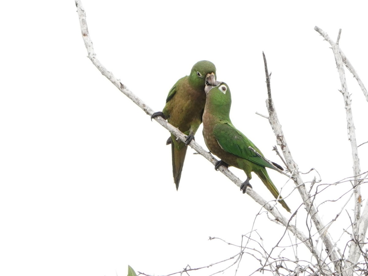 Olive-throated Parakeet - ML616947846