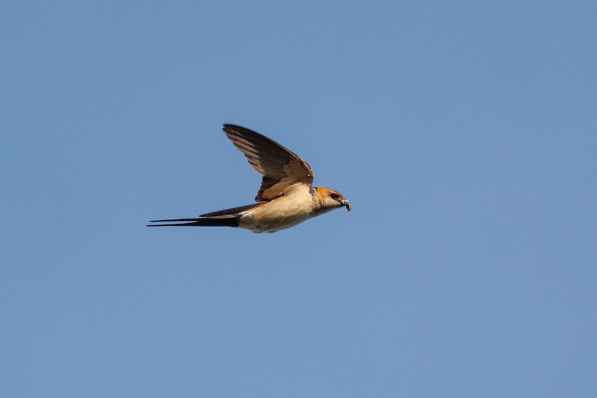Red-rumped Swallow - ML616947932