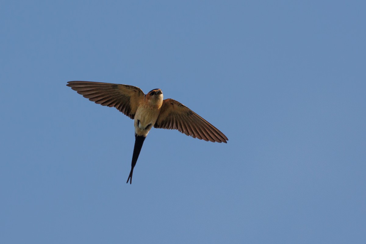 Red-rumped Swallow - ML616947935