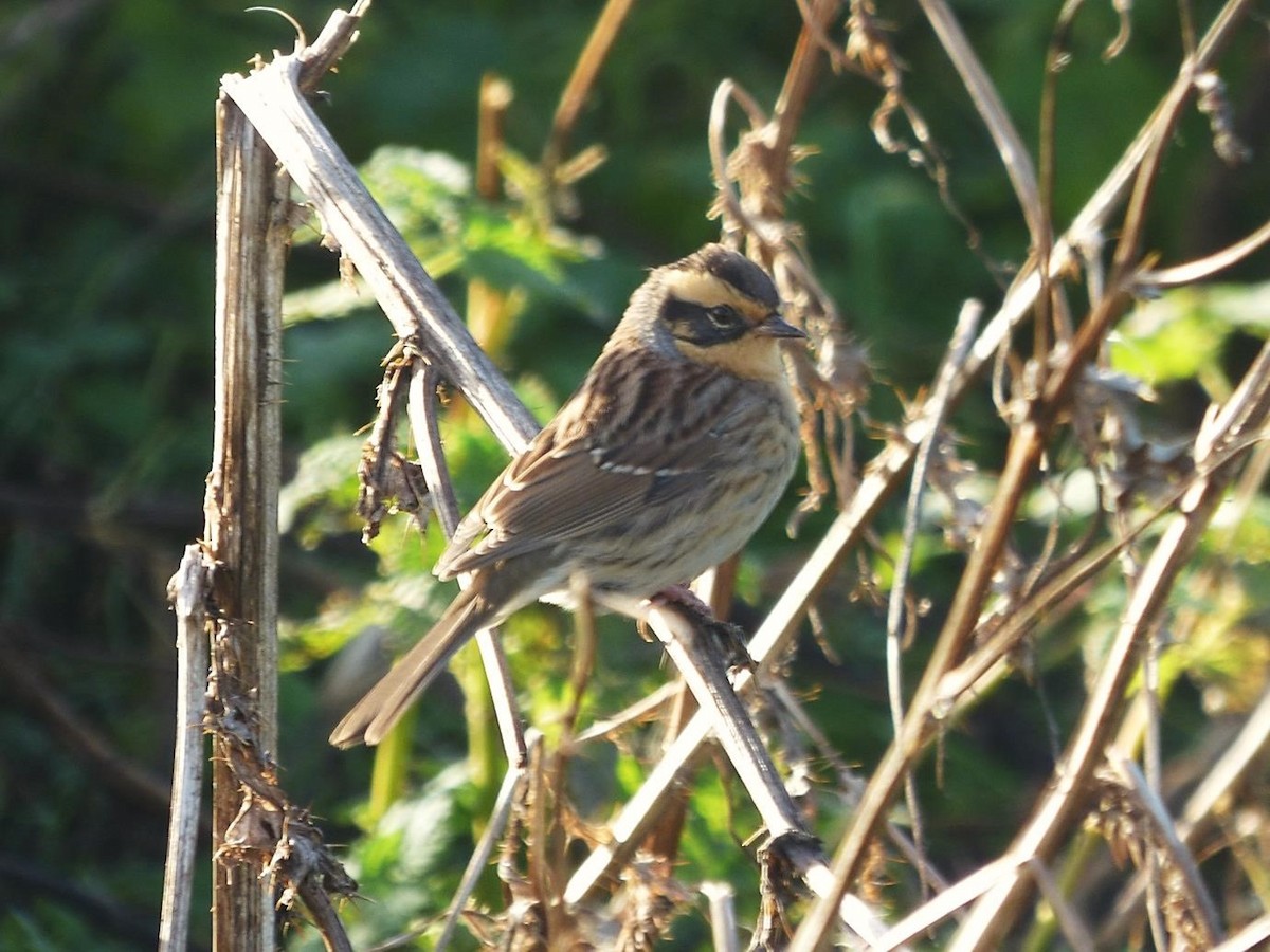 Siberian Accentor - Barry Reed
