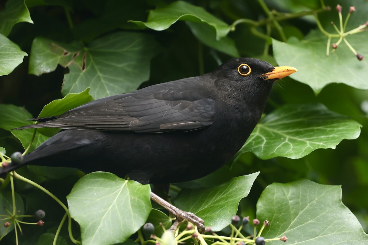 Eurasian Blackbird - ML616948027