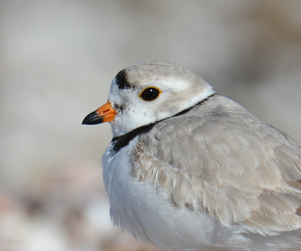 Piping Plover - ML616948047