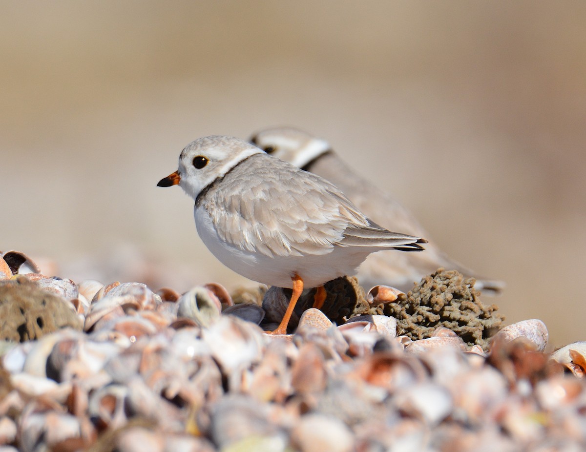 Piping Plover - ML616948051