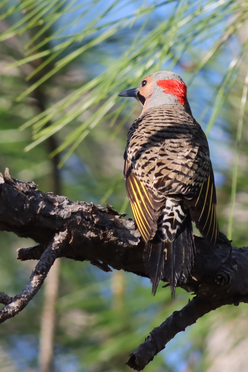 Northern Flicker (Yellow-shafted) - ML616948063