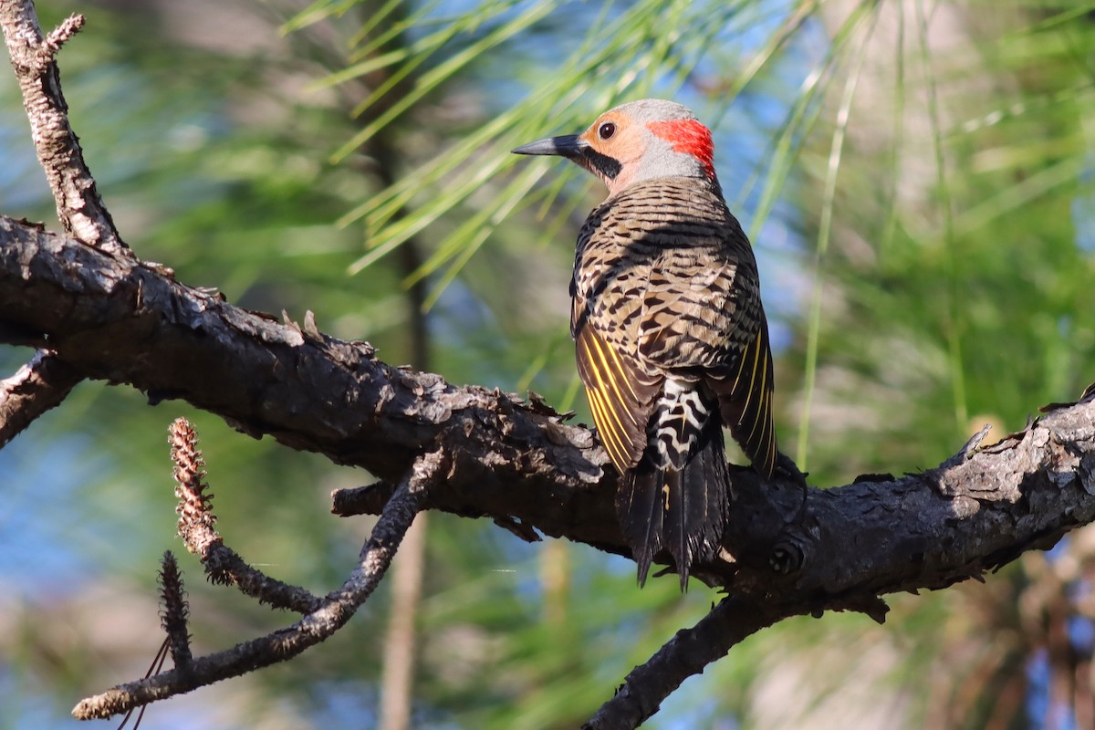 Northern Flicker (Yellow-shafted) - ML616948064