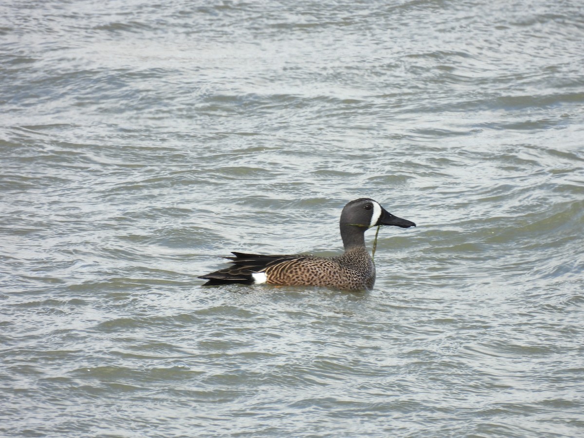 Blue-winged Teal - ML616948089