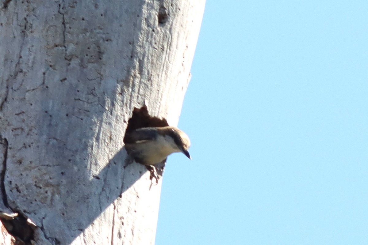 Brown-headed Nuthatch - ML616948141