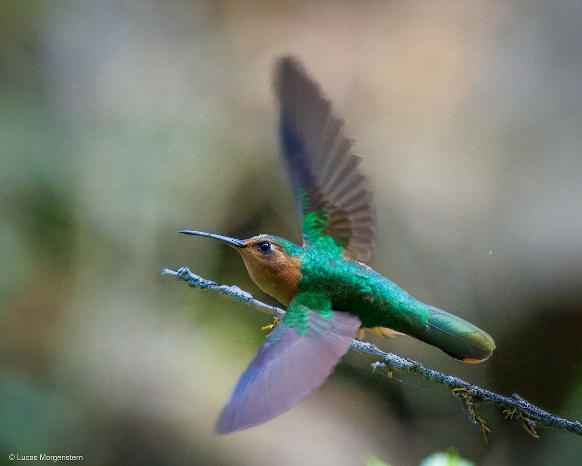 kolibřík pestroocasý - ML616948271