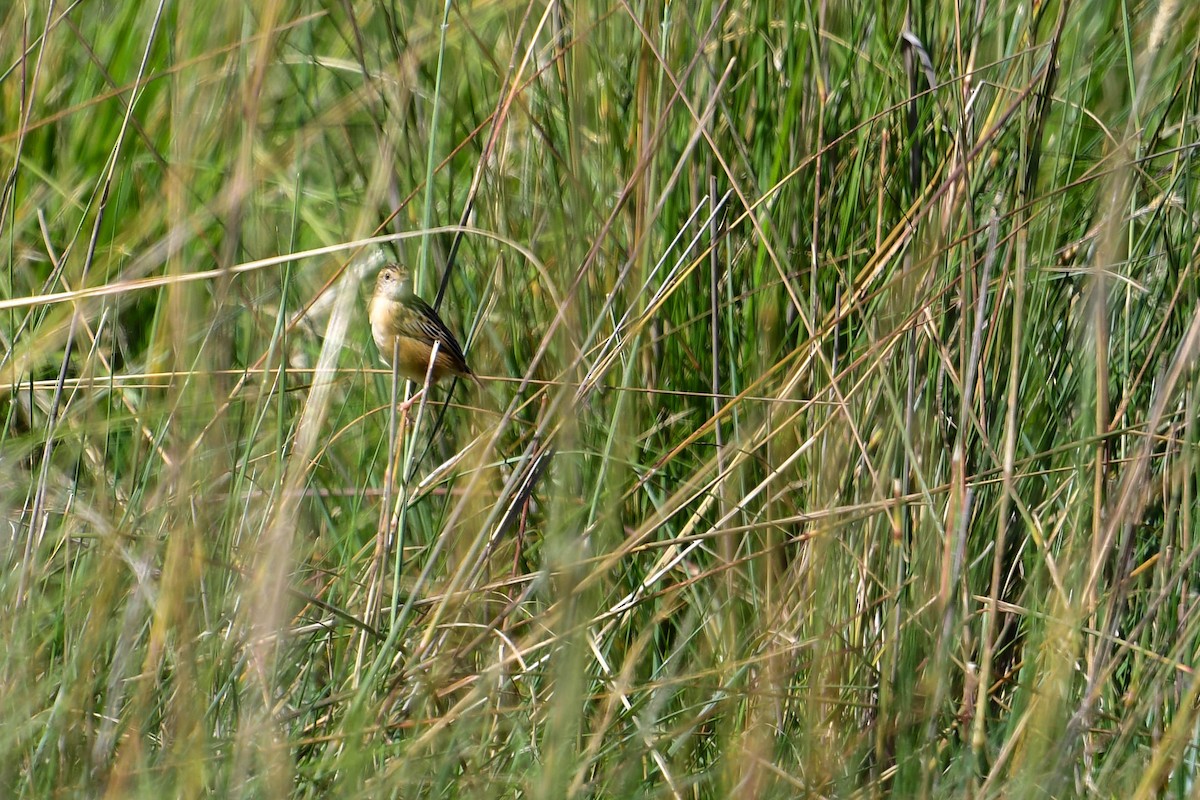 Wing-snapping Cisticola - ML616948359