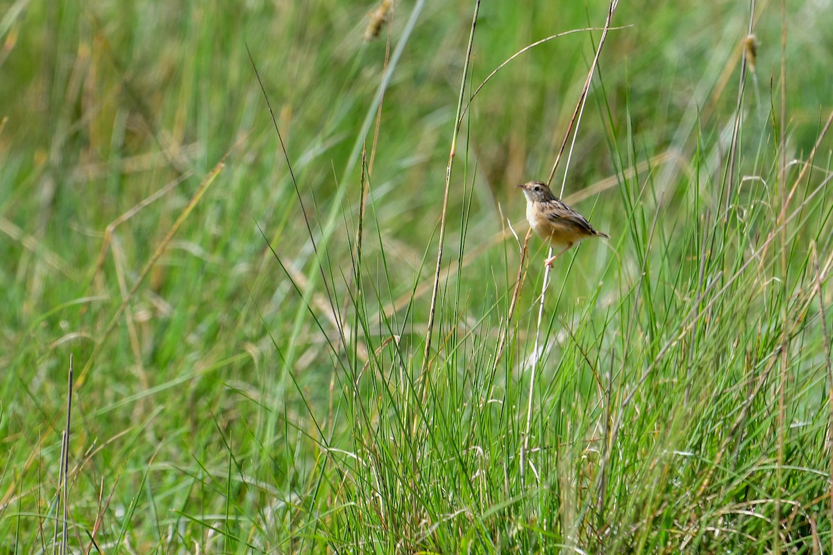 Wing-snapping Cisticola - ML616948360