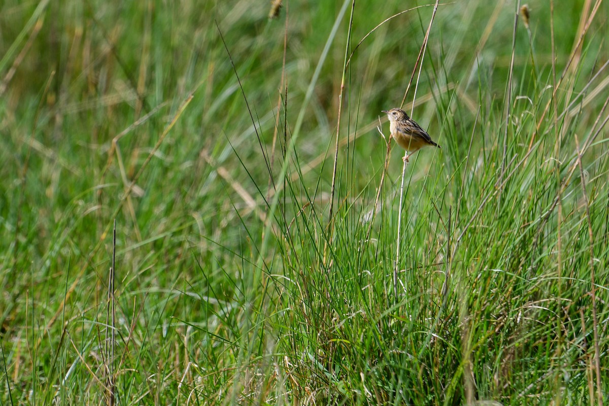 Wing-snapping Cisticola - ML616948361