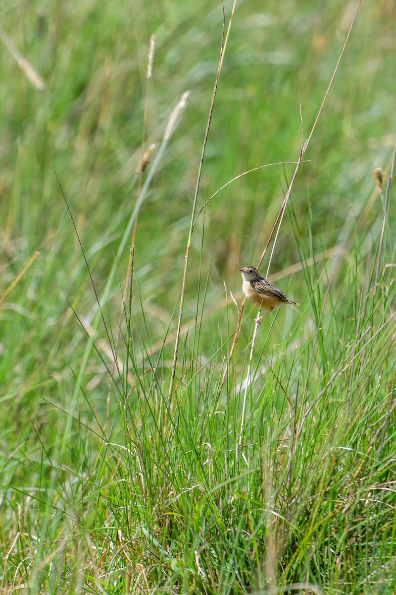 Wing-snapping Cisticola - ML616948362