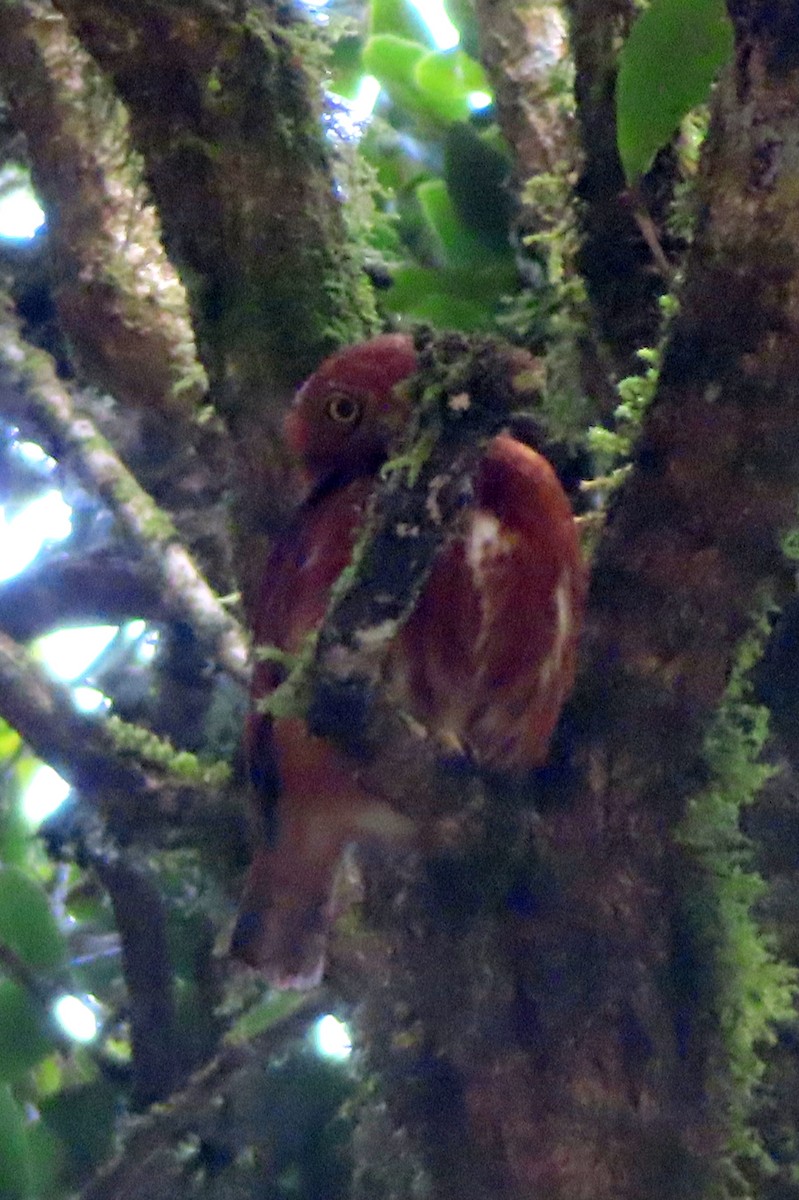 Costa Rican Pygmy-Owl - ML616948455
