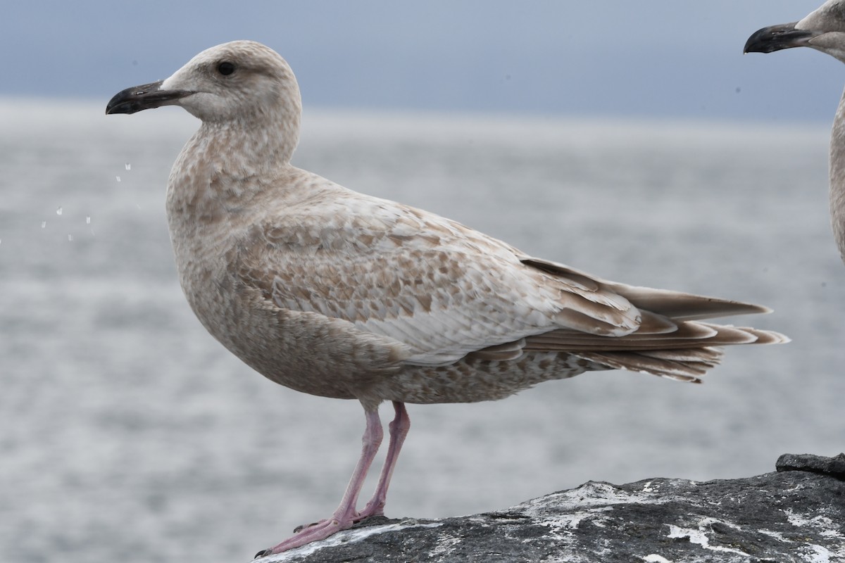 Herring x Glaucous-winged Gull (hybrid) - ML616948494