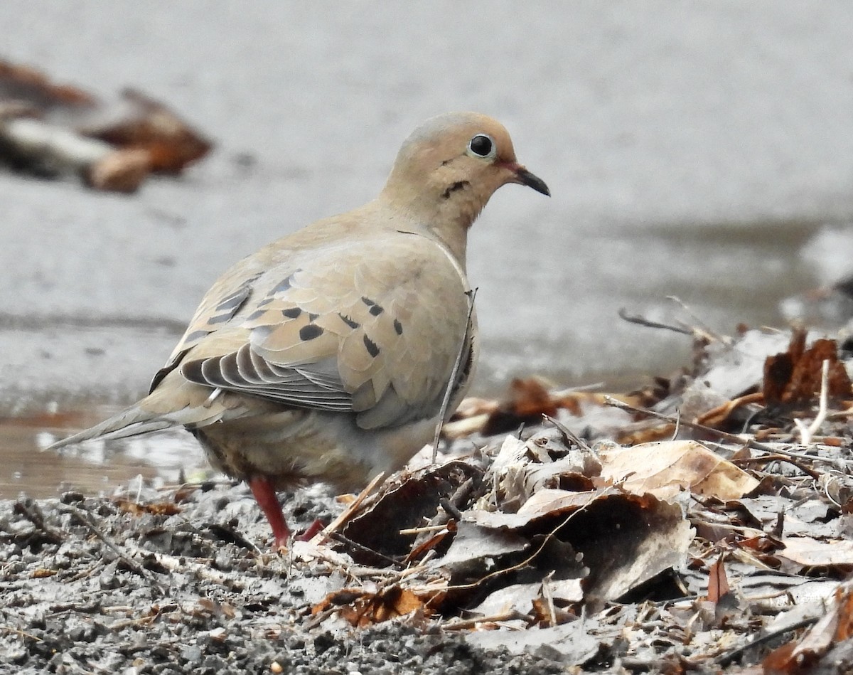 Mourning Dove - Eunice Thein