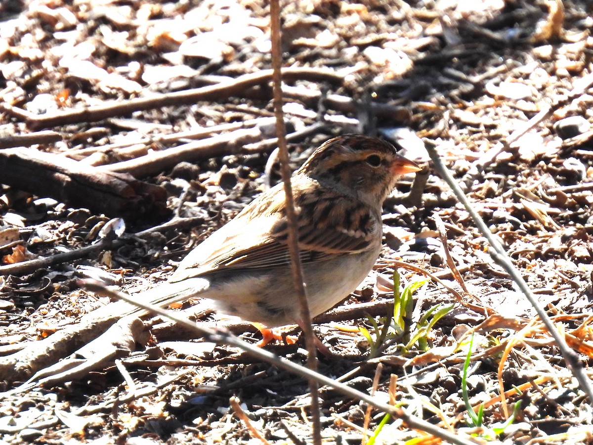 Chipping Sparrow - ML616948557