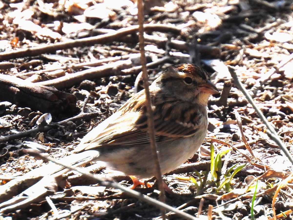 Chipping Sparrow - ML616948558