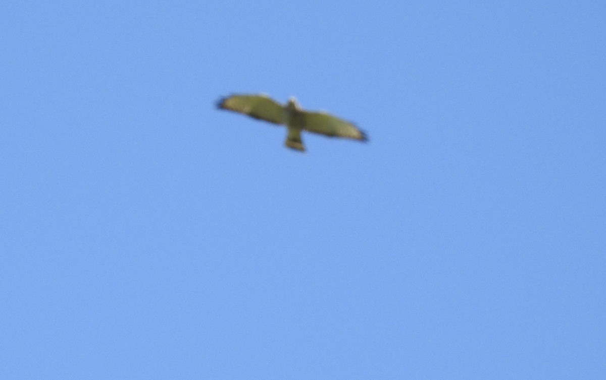 Broad-winged Hawk - ML616948573