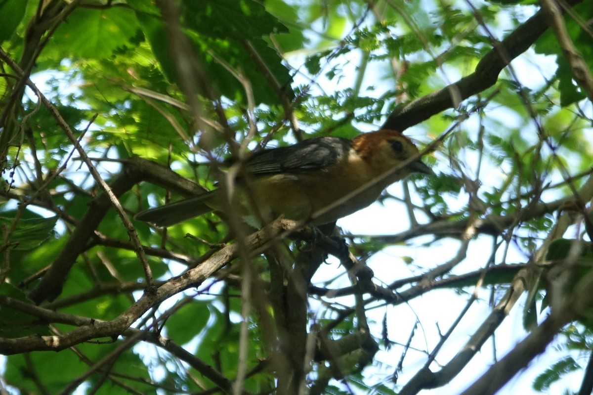 Buff-bellied Tanager - ML616948586