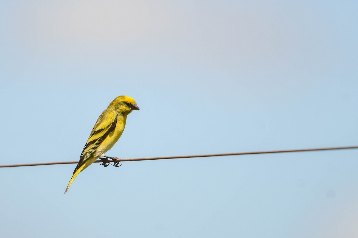 Yellow-crowned Canary - ML616948590