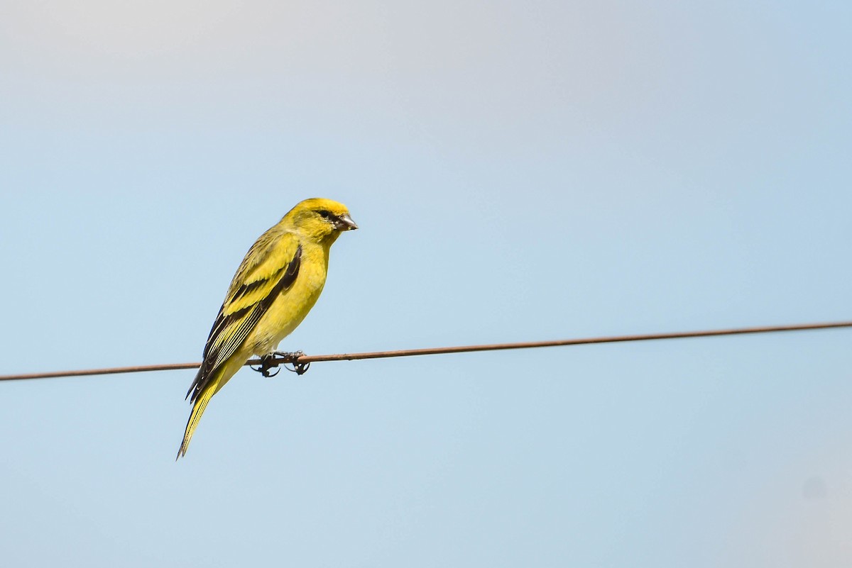 Yellow-crowned Canary - ML616948593